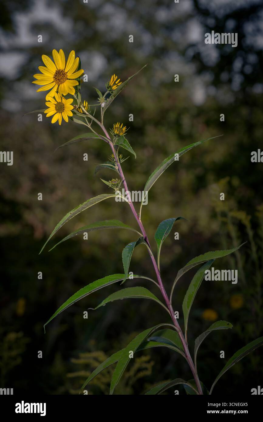 Fleurs sauvages jaune vif dans un champ flou Banque D'Images