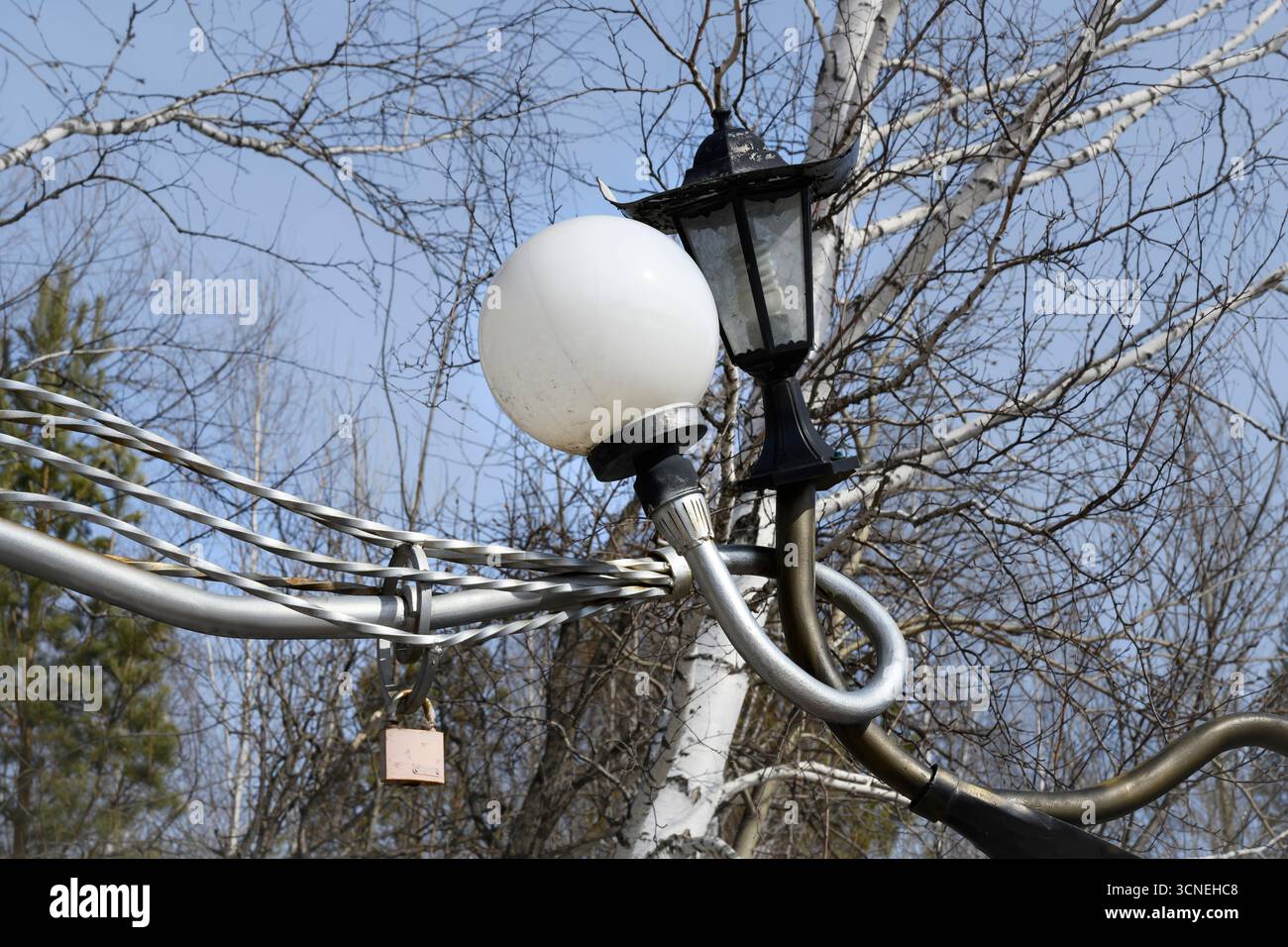 Lanternes d'amour entrelacées dans la forêt de bouleaux au printemps Banque D'Images