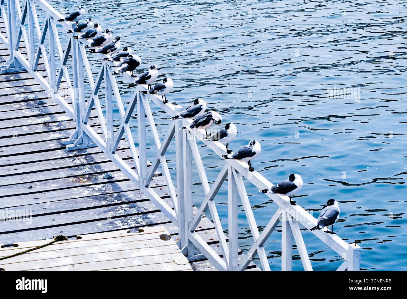 Ligne de goélands (Larus belcheri, gaviota peruana) perchée sur une balustrade au bord de l'océan sur une jetée à Lima, Pérou. Oiseaux de mer côtiers appréciant la vue. Banque D'Images