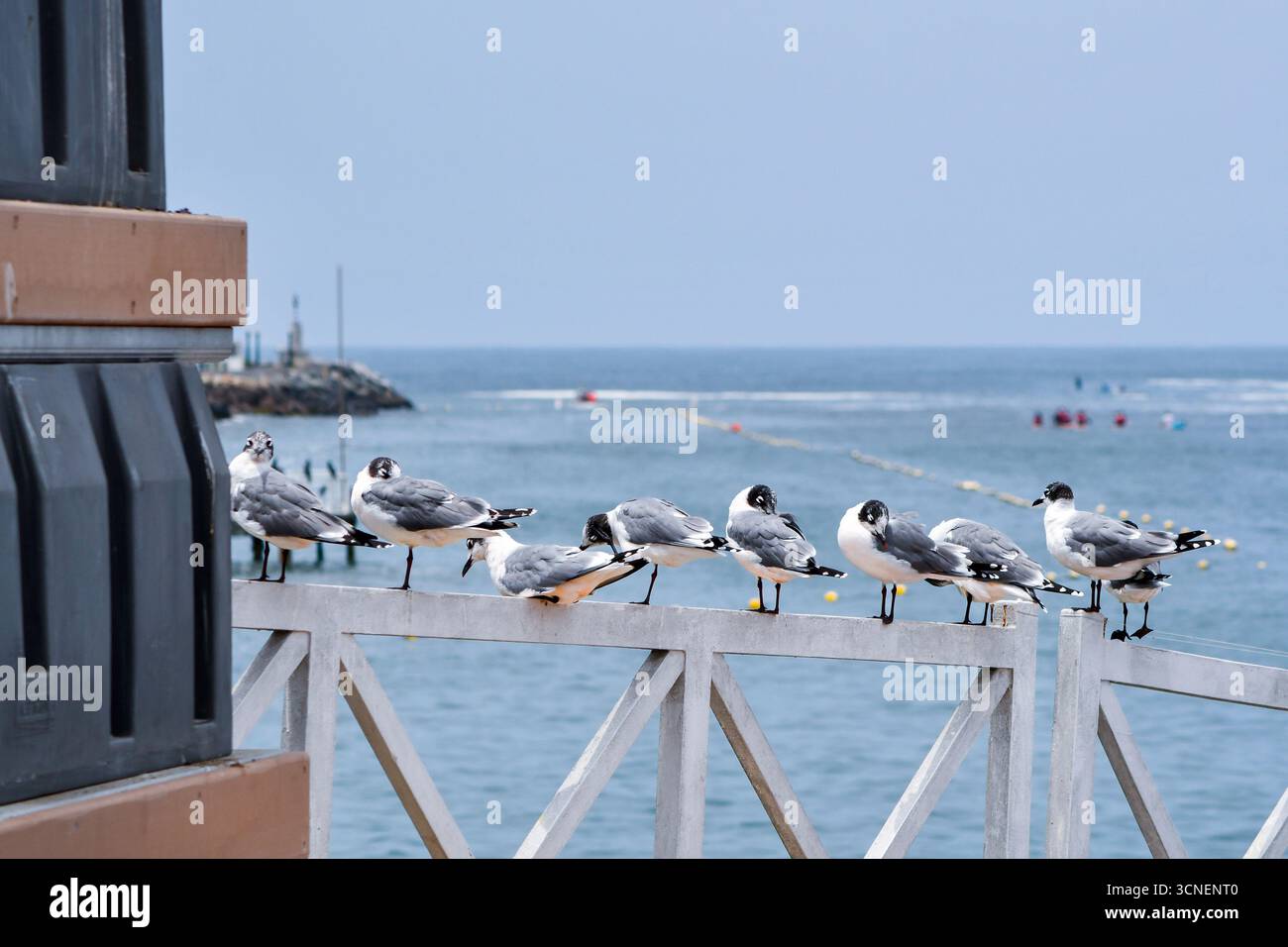 Ligne de goélands (Larus belcheri, gaviota peruana) perchée sur une balustrade au bord de l'océan sur une jetée à Lima, Pérou. Oiseaux de mer côtiers appréciant la vue. Banque D'Images