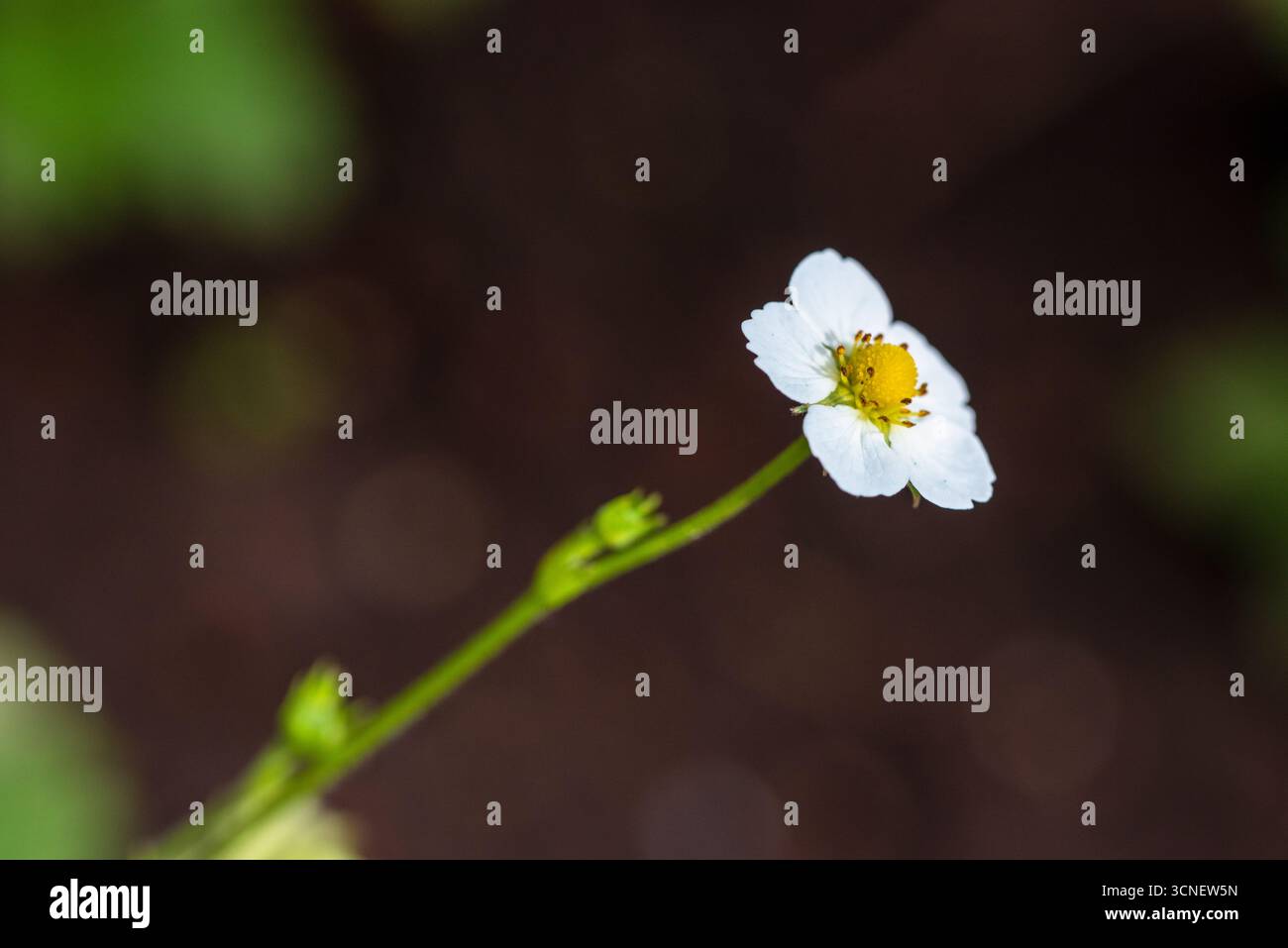 Une fleur de fraise blanche avec un centre jaune se tient seule dans un fond sombre. La fleur est le foyer principal de l'image, et c'est le seul Thi Banque D'Images
