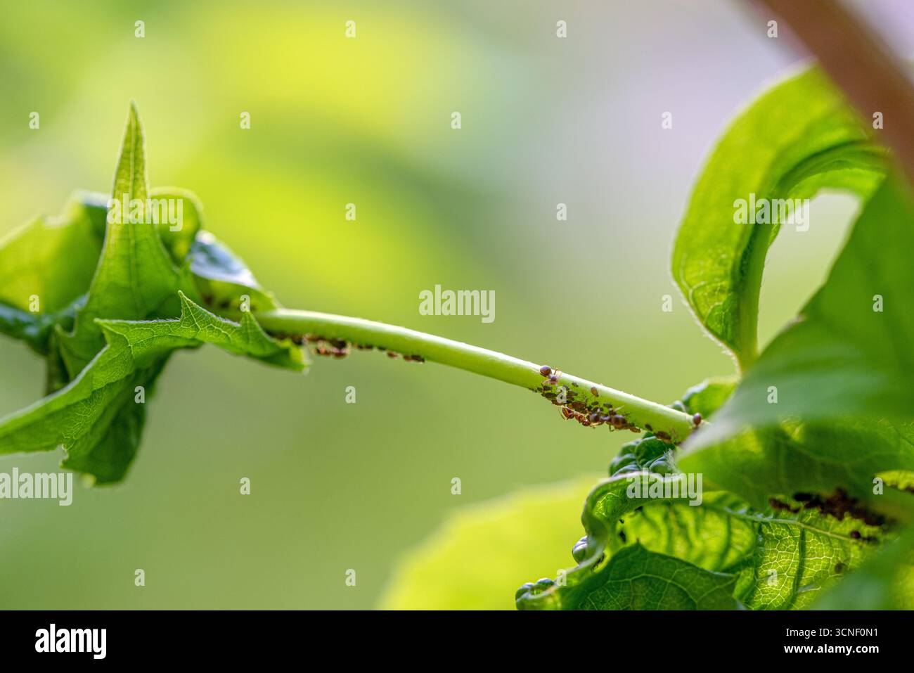 Une feuille avec un tas d'insectes dessus. Les insectes rampent sur la feuille et la feuille est verte Banque D'Images