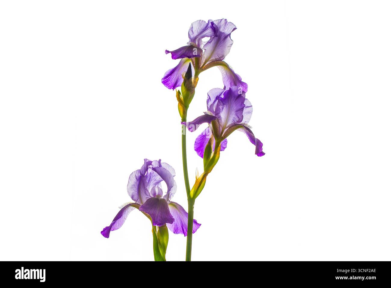 Trois fleurs violettes se tiennent debout sur un fond blanc. Les fleurs sont en pleine floraison et sont de couleur violette Banque D'Images