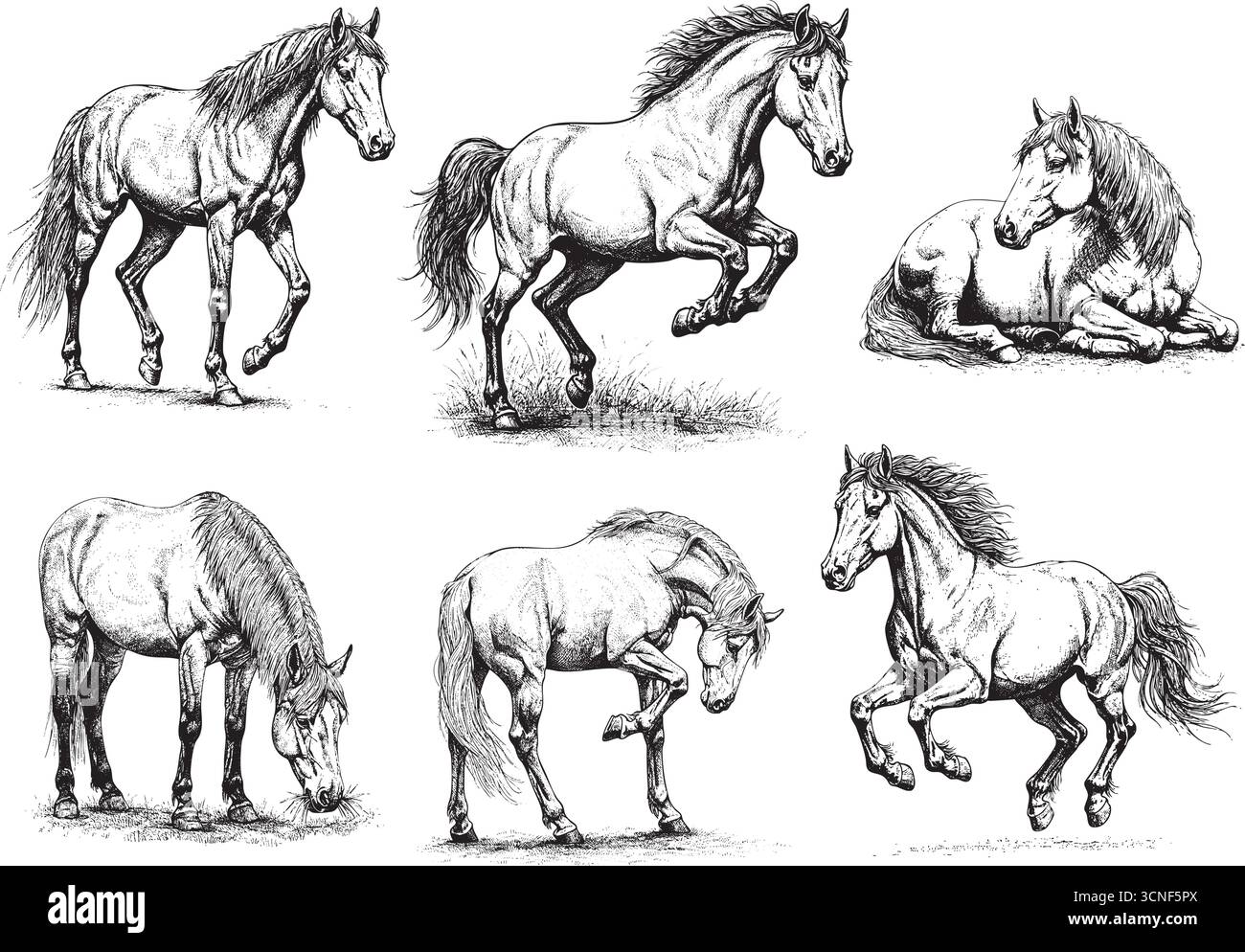 Illustration de gravure vintage de chevaux dans différentes poses, noir et blanc style dessiné à la main Illustration de Vecteur
