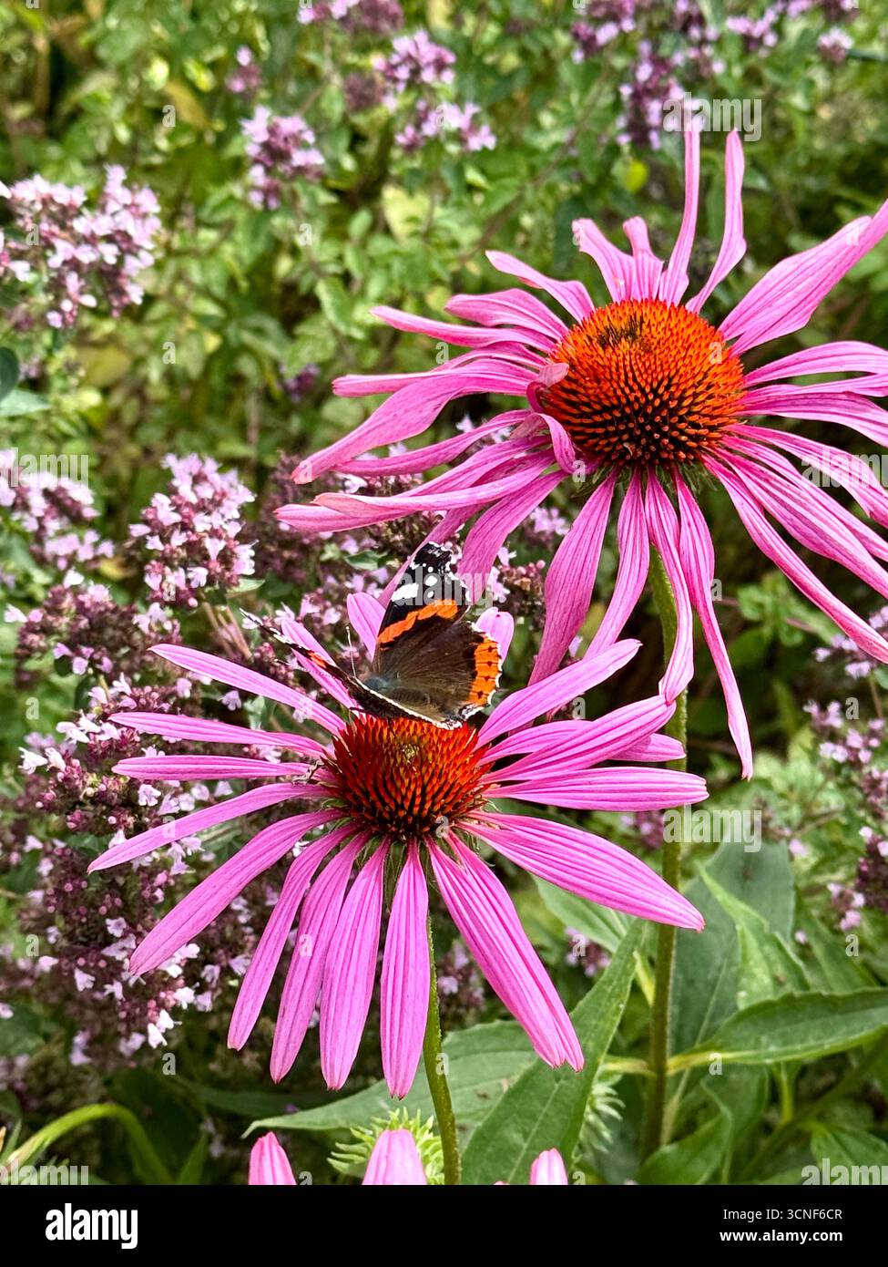 beau papillon amiral rouge sirotant du nectar de fleur d'échinacia vibrante dans le jardin vert. insecte animal gros plan Banque D'Images