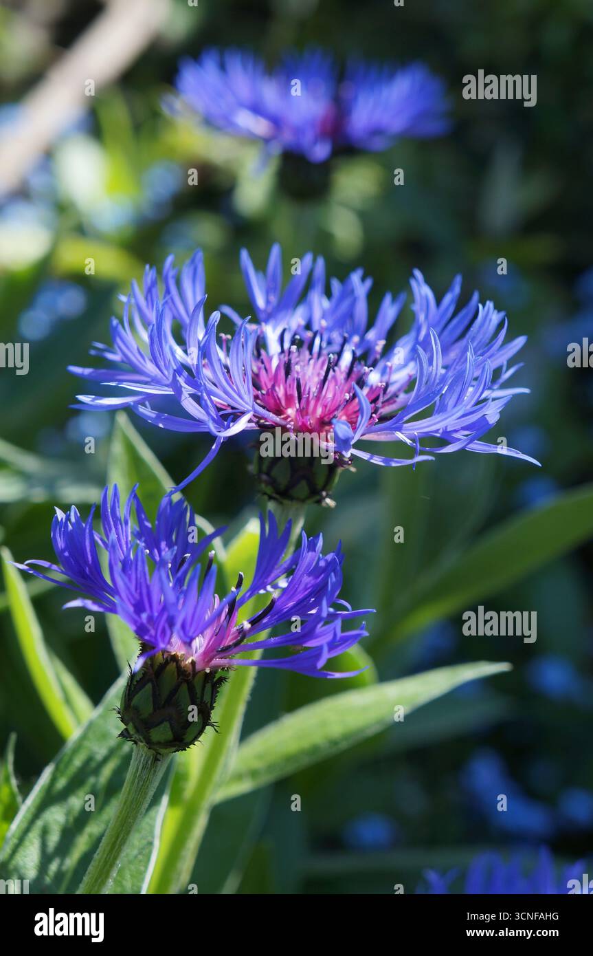 Bleuet bleu et violet Centaurea cyanus, fleurs au printemps Banque D'Images
