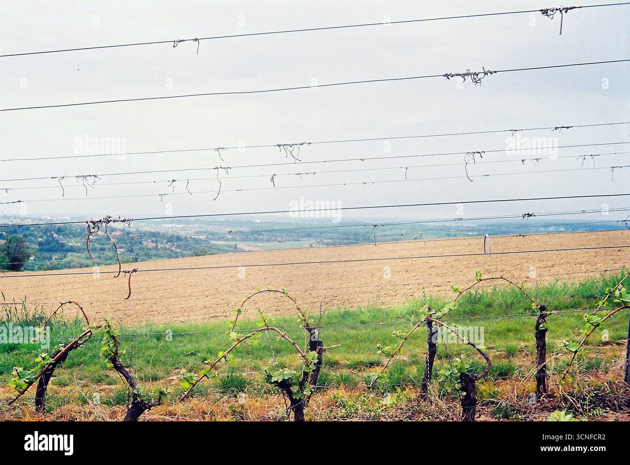 Photographie analogique minimaliste d'un champ labouré sous un ciel nuageux. Les textures silencieuses et la lumière douce évoquent l'immobilité et la simplicité naturelle. Banque D'Images