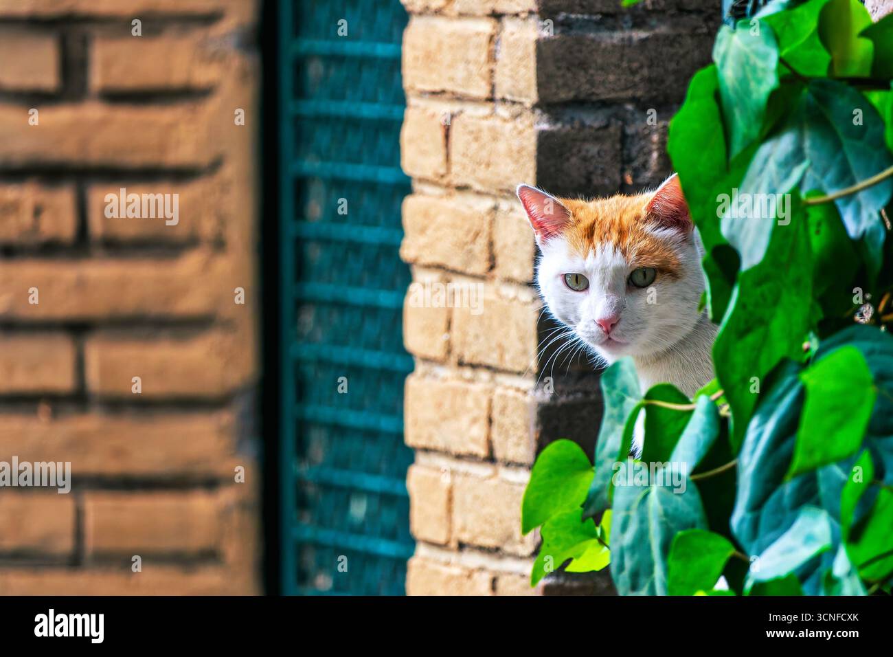 Un chat domestique blanc et gingembre jetant un œil à travers des feuilles de lierre dans une ruelle résidentielle en Italie. Banque D'Images