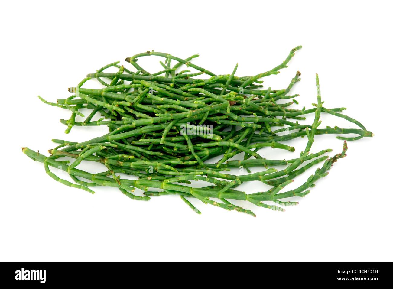 Marais Samphire (Salicornia europaea) sur fond blanc Banque D'Images