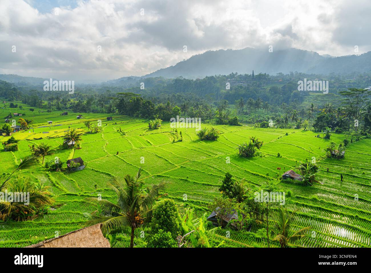 Vue imprenable sur les rizières en terrasses pittoresques à Bali, Indonésie Banque D'Images
