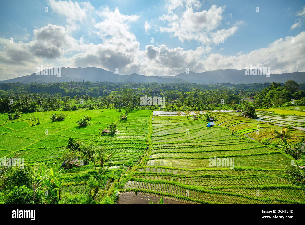 Vue imprenable sur les rizières en terrasses pittoresques à Bali, Indonésie Banque D'Images