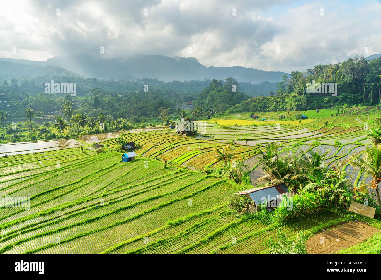 Vue imprenable sur les rizières en terrasses pittoresques à Bali, Indonésie Banque D'Images