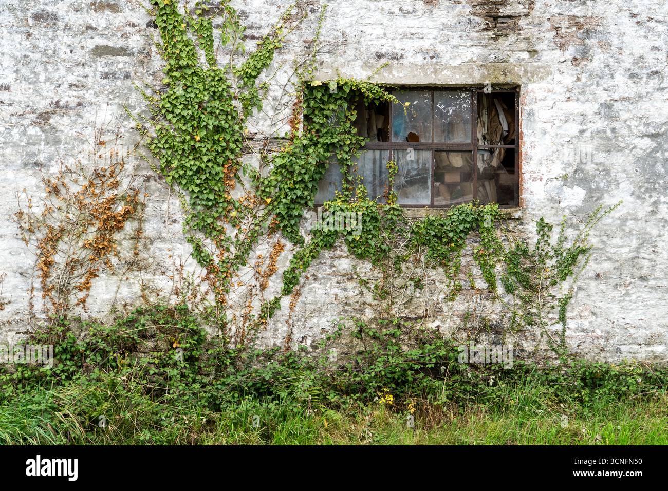 Vieille fenêtre encadrée en métal avec verre cassé et manquant dans le mur de pierre avec Ivy grandissant plus Banque D'Images Vieille fenêtre encadrée en métal avec verre cassé et manquant dans le mur de pierre avec Ivy grandissant plus Banque D'Images