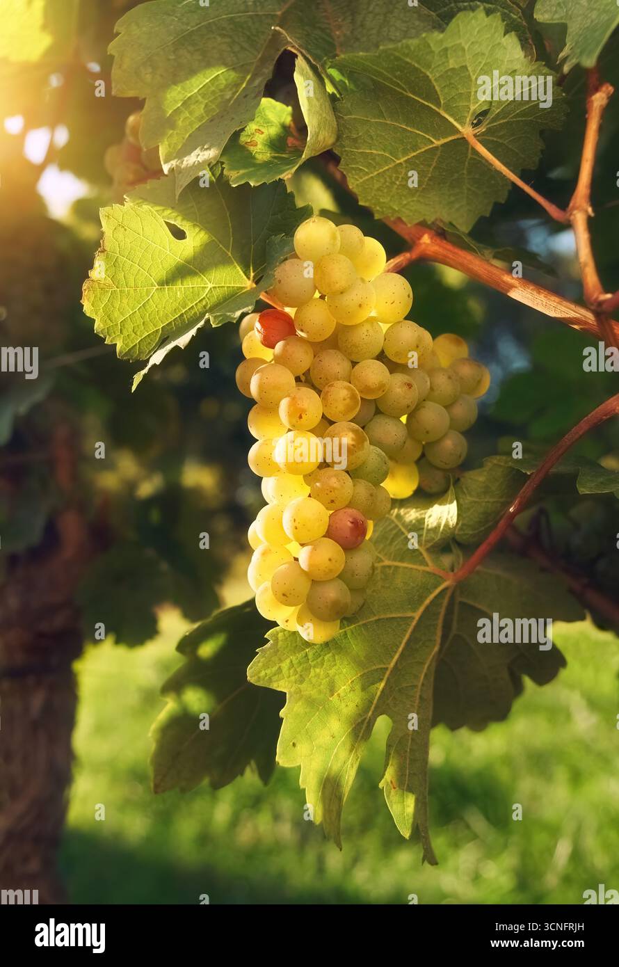 Vigne de raisin avec des fruits mûrs prêts à être récoltés, chaleureusement illuminé par la lumière du soleil du soir Banque D'Images