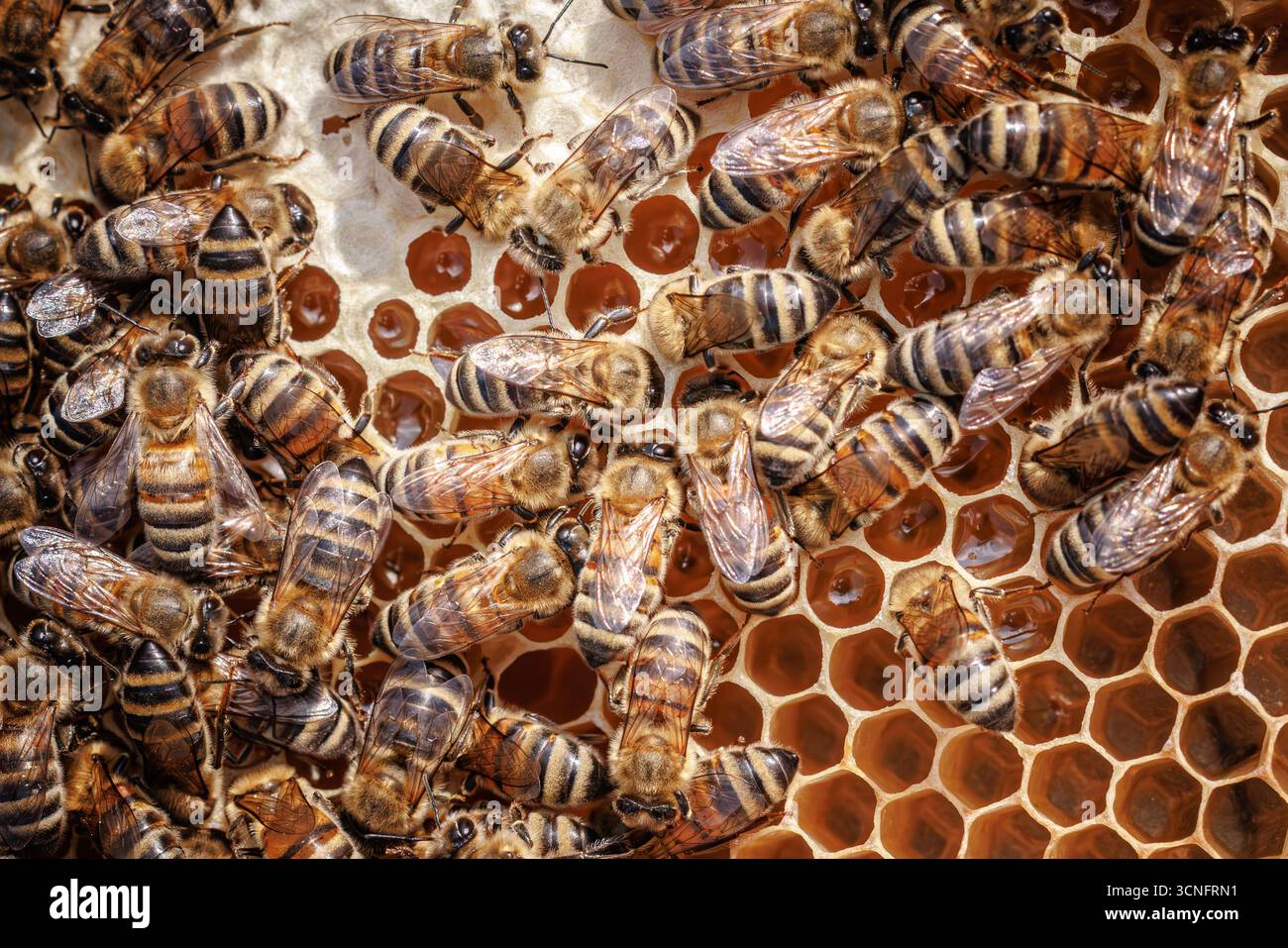 Abeilles domestiques travaillant sur un gros plan en nid d'abeilles. Les abeilles sont surtout connues des humains pour leur rôle écologique de pollinisateurs Banque D'Images