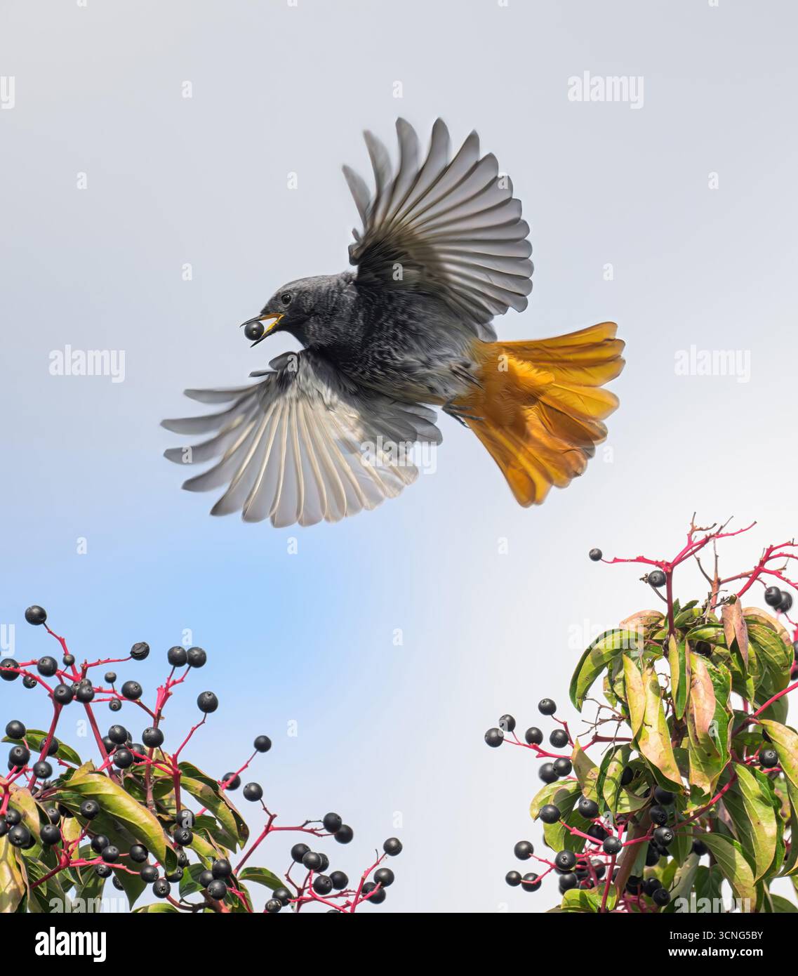 Phoenicurus ochruros, mâle européen rouge noir, tient dans son bec une baie noire d'un cornouiller, s'envolant avec des ailes déployées, Cornus sanguinea Banque D'Images