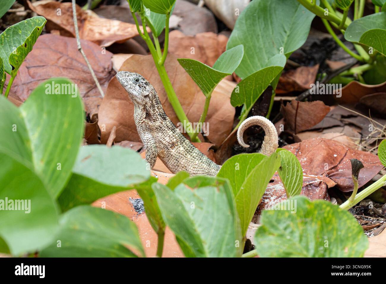 Lézard à queue frisée du Nord (leiocephalus carinatus) caché dans l'herbe et les feuilles tombées Banque D'Images