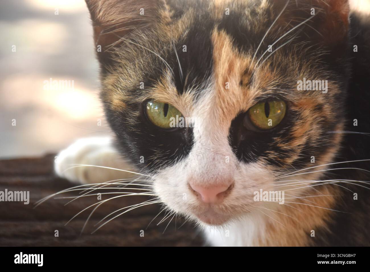 gros plan du portrait coloré de visage de chat dans le jardin Banque D'Images