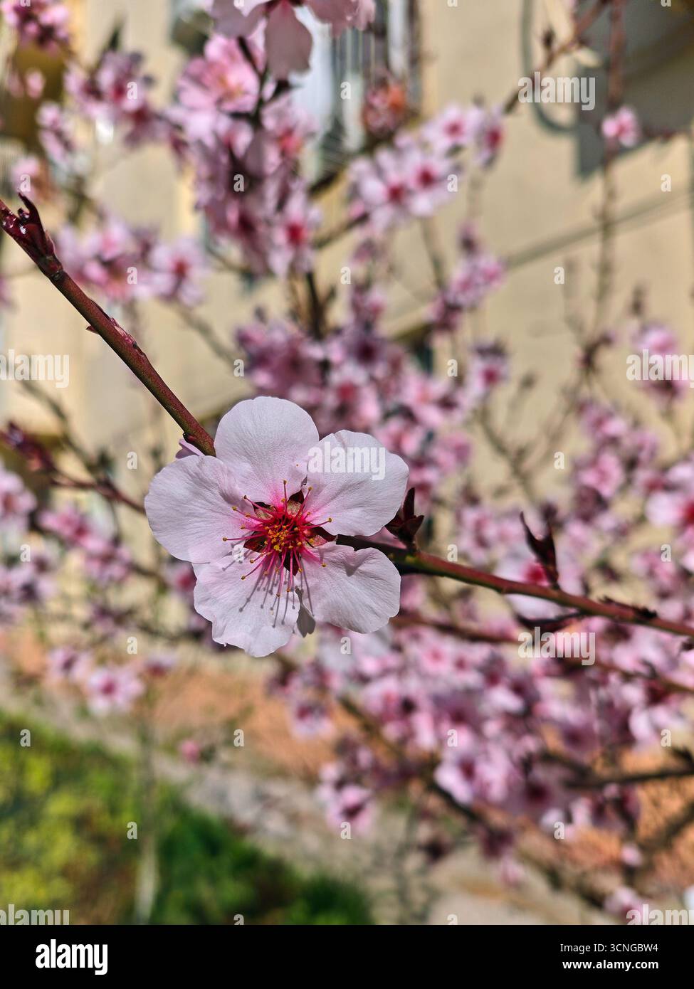 Une branche d'amande ou d'abricot en fleurs en mars. Gros plan avec un arrière-plan doux. Tachkent, Ouzbékistan. Banque D'Images