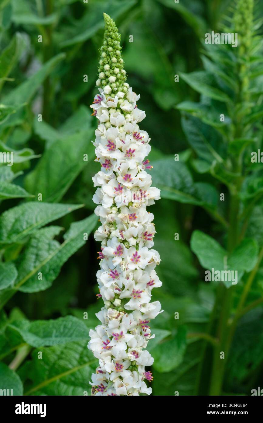 Album Verbascum chaixii, molène blanche à feuilles d'ortie, flèches en forme de soucoupe, fleurs blanches avec centres mauves à la fin de l'été Banque D'Images