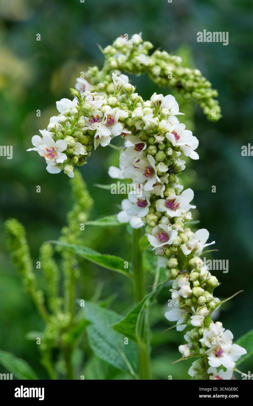 Album Verbascum chaixii, molène blanche à feuilles d'ortie, flèches en forme de soucoupe, fleurs blanches avec centres mauves à la fin de l'été Banque D'Images