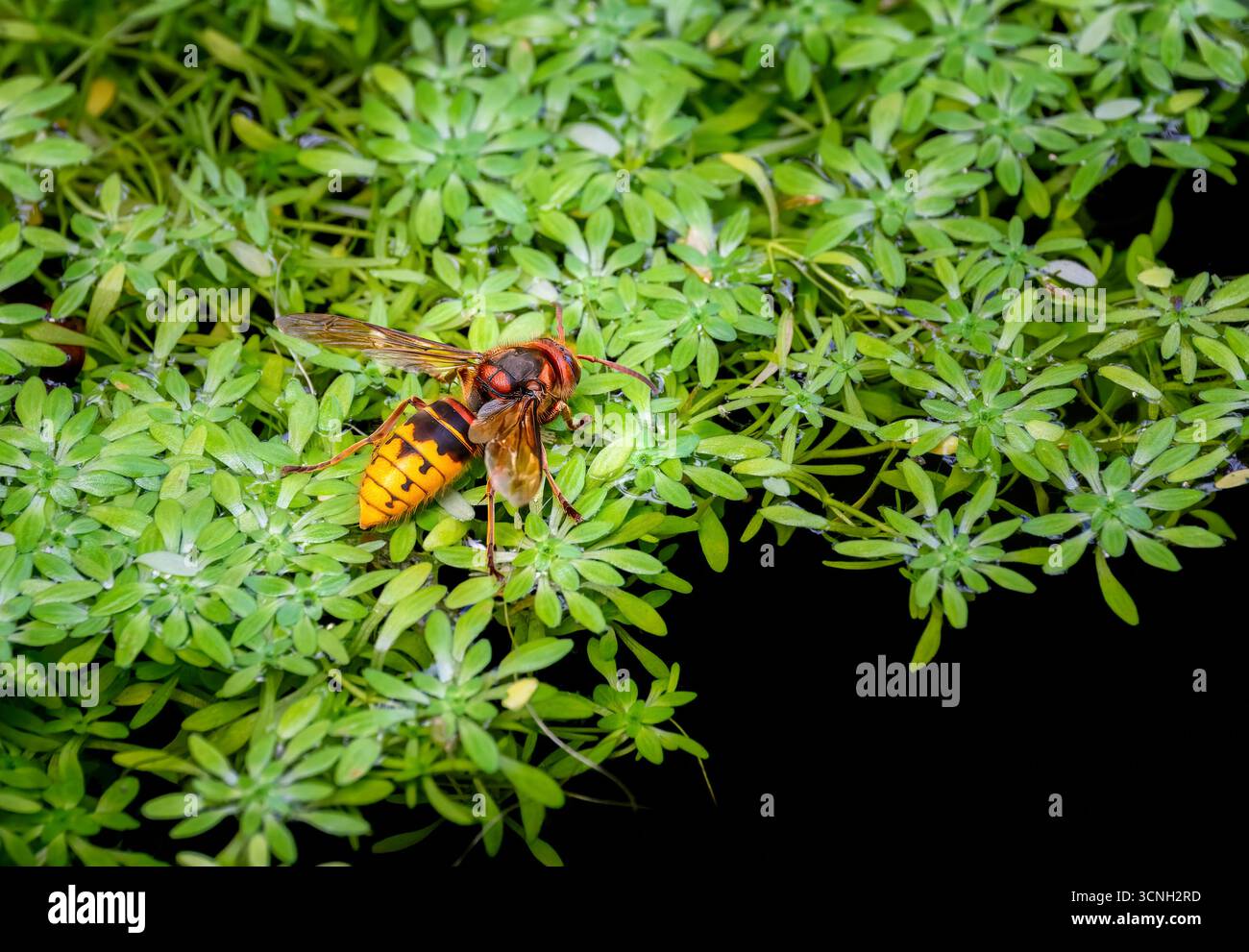 Macro d'une eau potable de frelon sur une plante d'eau-Starwort dans un étang Banque D'Images