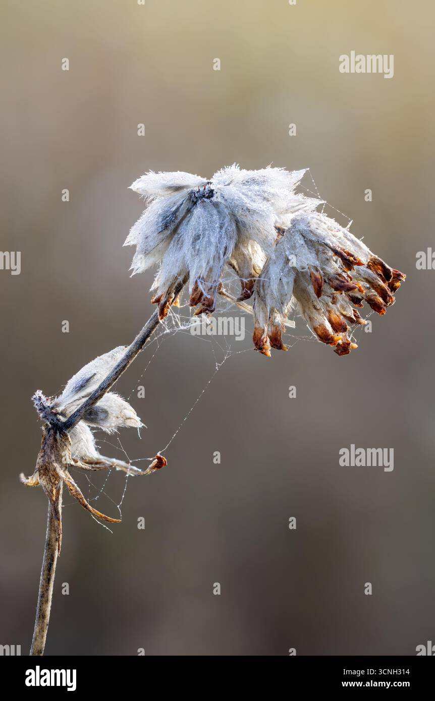 Gousses de graines communes de kidneyvetch Banque D'Images