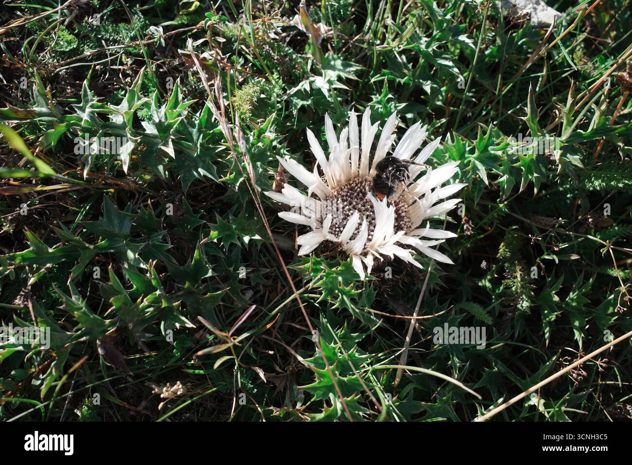 Une abeille est sur un chardon Carline. Banque D'Images