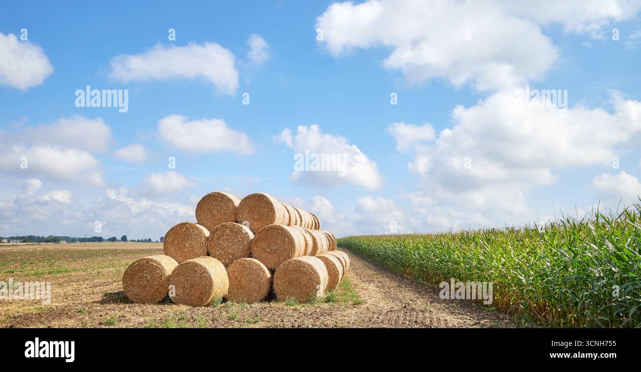 Bottes de foin dans un champ. Banque D'Images