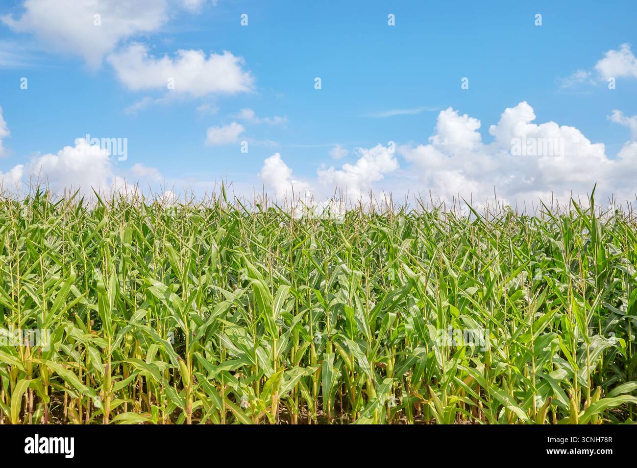 Champ de maïs sur une journée d'été ensoleillée. Banque D'Images