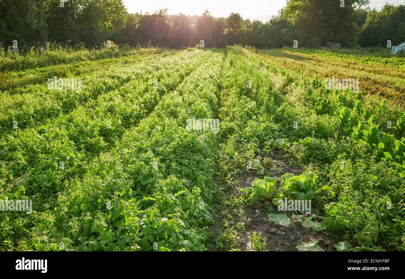 Photo d'une ferme maraîchère biologique au coucher du soleil, mise au point sélective. Banque D'Images