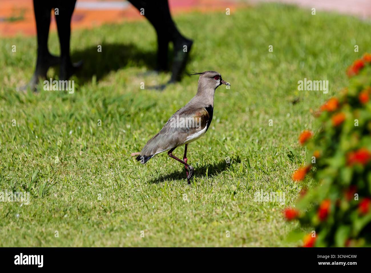 Une vessie australe (Vanellus chilensis) et son fourrage de poussins dans l'herbe. Connu pour sa crête distinctive et son appel pointu, le Southern Lapwing est un c Banque D'Images