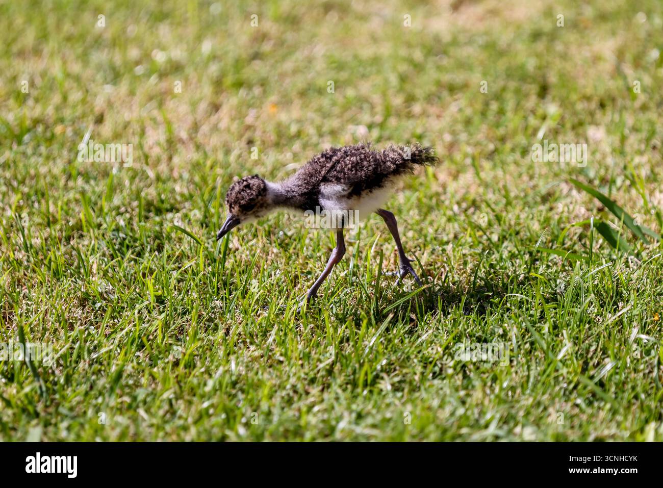 Une vessie australe (Vanellus chilensis) et son fourrage de poussins dans l'herbe. Connu pour sa crête distinctive et son appel pointu, le Southern Lapwing est un c Banque D'Images