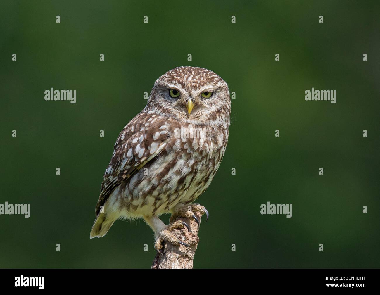 Un portrait détaillé d'une petite chouette ( Athene noctua) regardant directement la caméra sur un fond vert clair. Gros yeux regardant, Kent UK Banque D'Images Un portrait détaillé d'une petite chouette ( Athene noctua) regardant directement la caméra sur un fond vert clair. Gros yeux regardant, Kent UK Banque D'Images