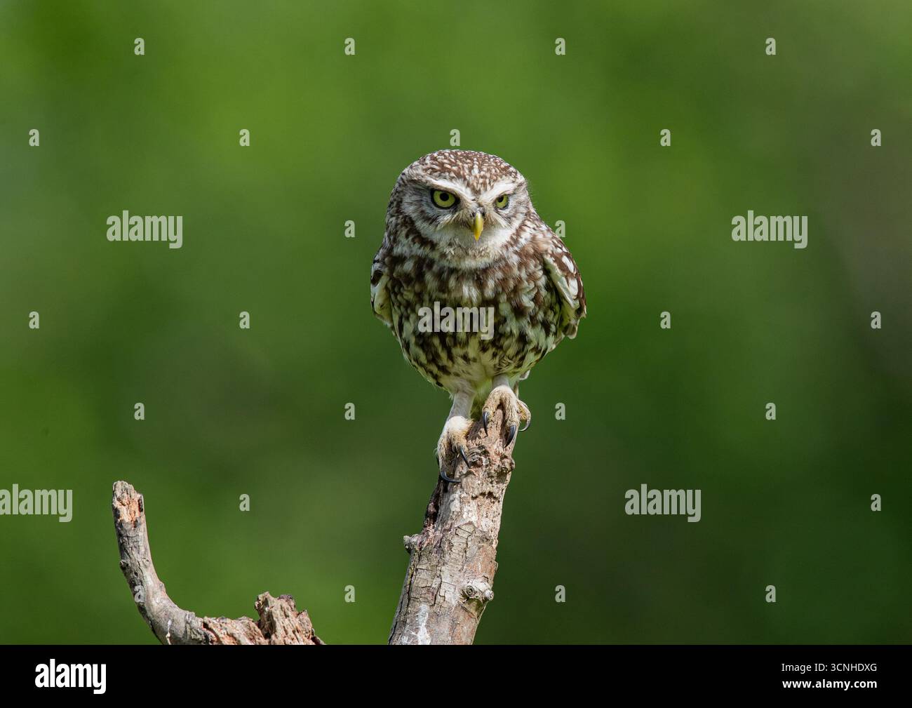 Un petit hibou légèrement en colère ( Athene noctua) regardant la proie montrant ses yeux jaunes perçants. Prise sur fond vert clair. Royaume-Uni Banque D'Images