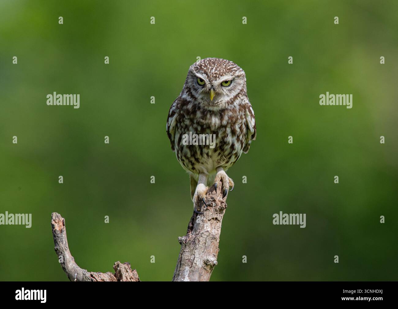Un petit hibou légèrement en colère ( Athene noctua) regardant la proie montrant ses yeux jaunes perçants. Prise sur fond vert clair. Royaume-Uni Banque D'Images