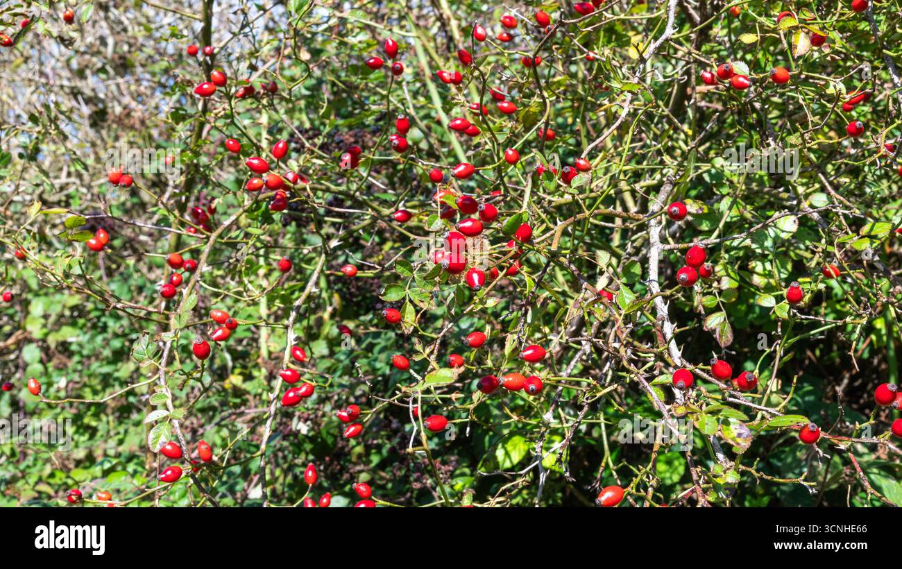 Hanches rose rouge vif (Rosa canina) lors d'une journée d'automne ensoleillée dans le parc national de South Downs, East Sussex, Angleterre Banque D'Images