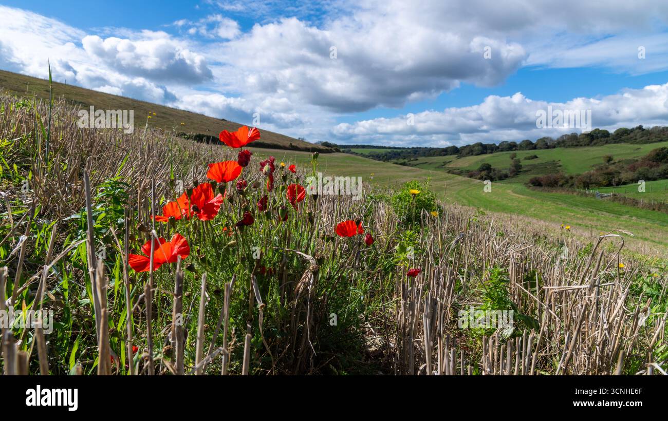 Coquelicots rouges vifs (Papaver rhoeas) poussant parmi les chaumes par une journée ensoleillée dans le parc national de South Downs, East Sussex, Angleterre Banque D'Images