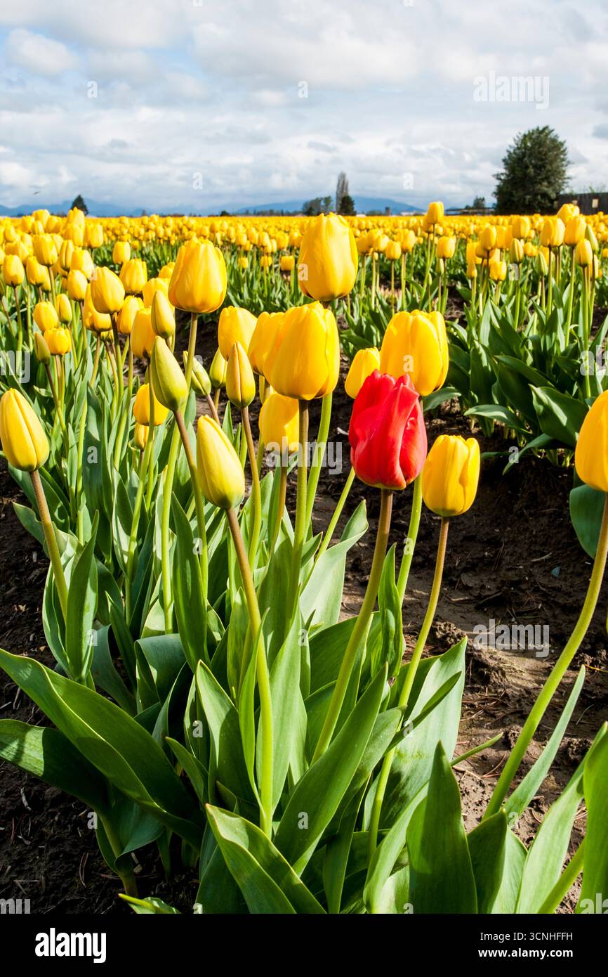 Tulipes (Tulipa suaveolens) au Skagit Valley Tulip Festival, Mount Vernon, Washington, États-Unis. Banque D'Images