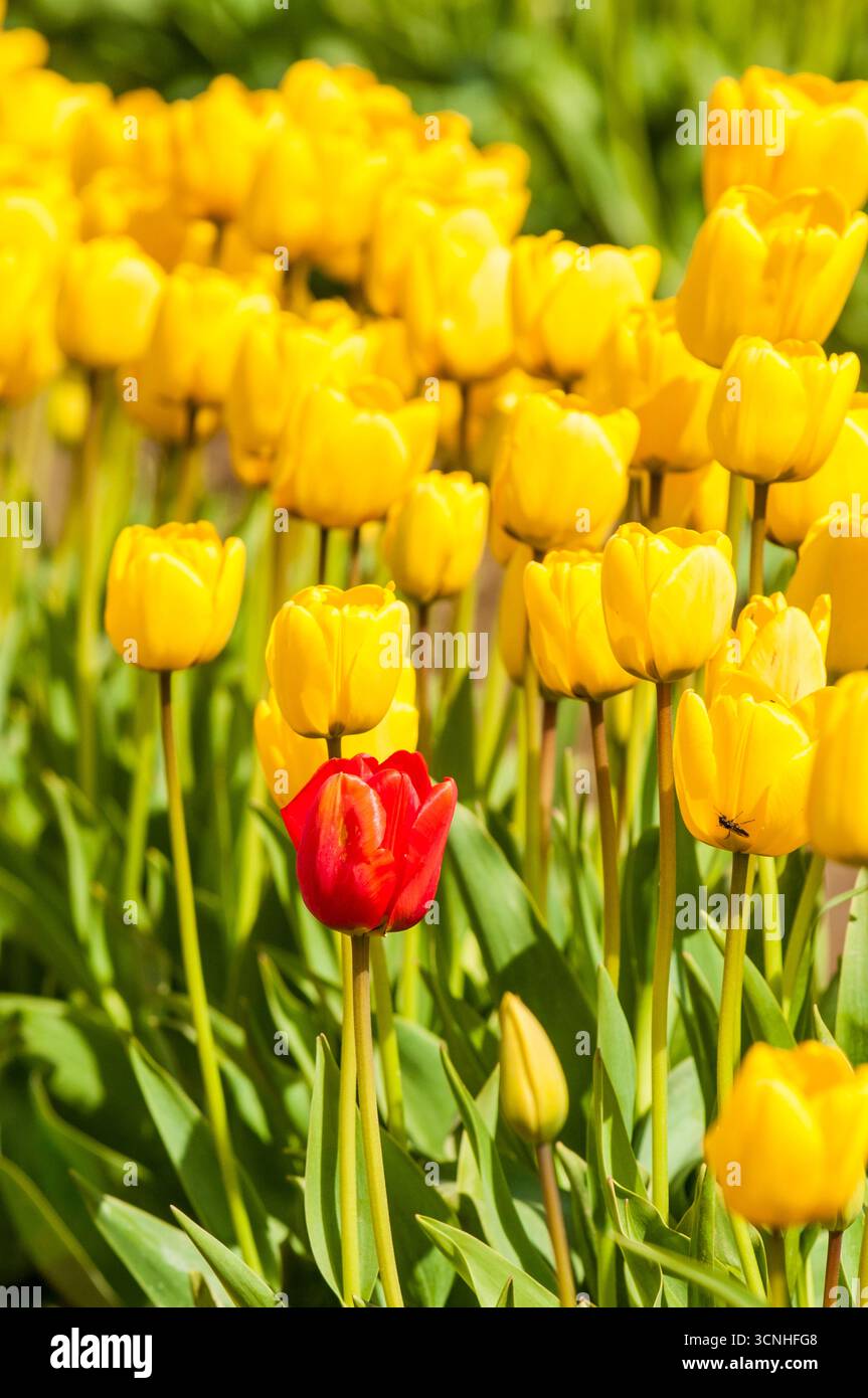 Tulipes (Tulipa suaveolens) au Skagit Valley Tulip Festival, Mount Vernon, Washington, États-Unis. Banque D'Images