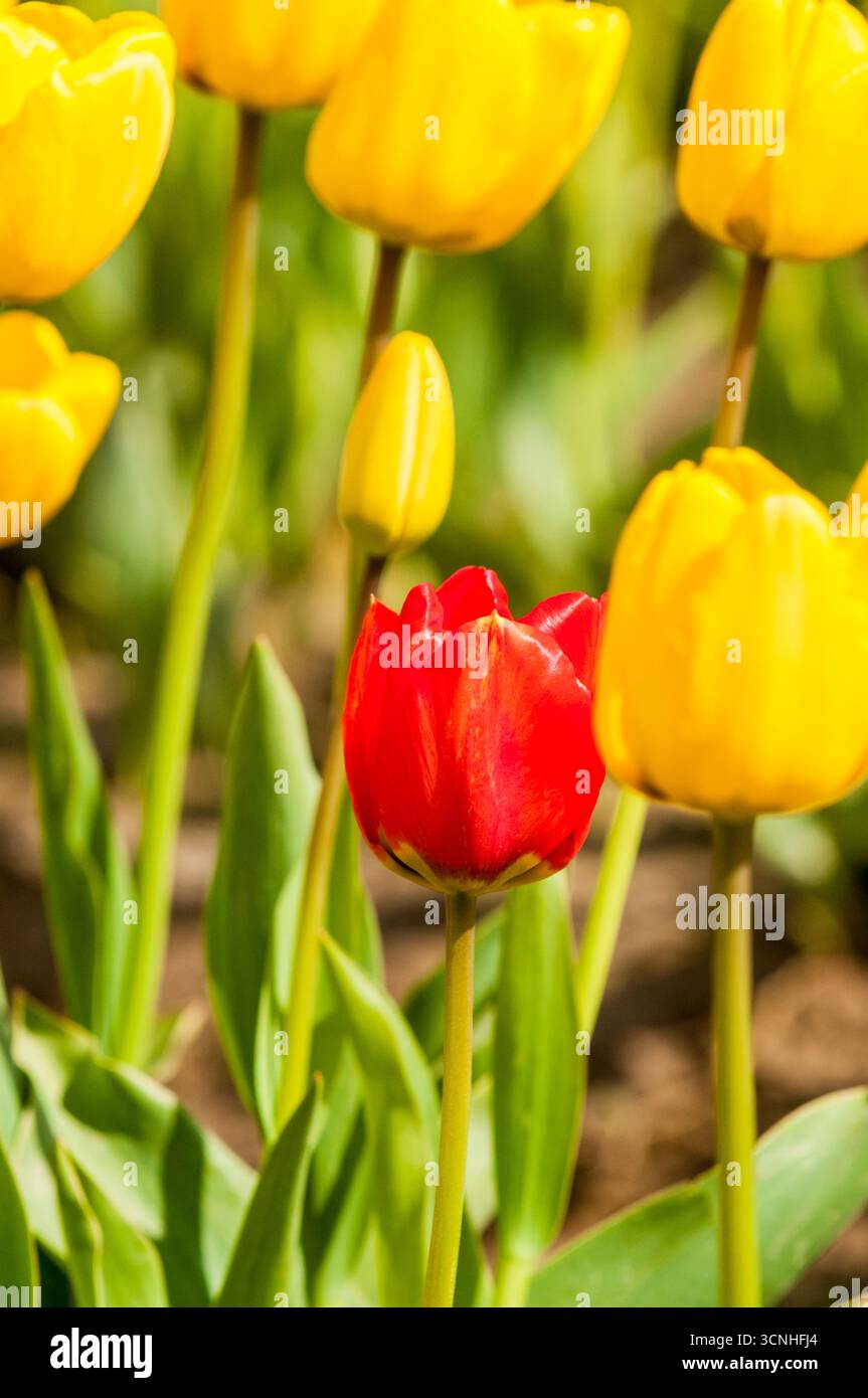 Tulipes (Tulipa suaveolens) au Skagit Valley Tulip Festival, Mount Vernon, Washington, États-Unis. Banque D'Images
