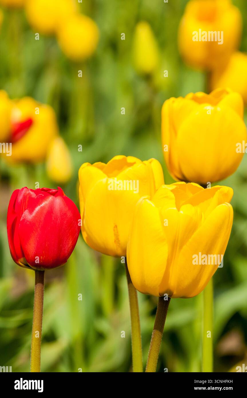 Tulipes (Tulipa suaveolens) au Skagit Valley Tulip Festival, Mount Vernon, Washington, États-Unis. Banque D'Images