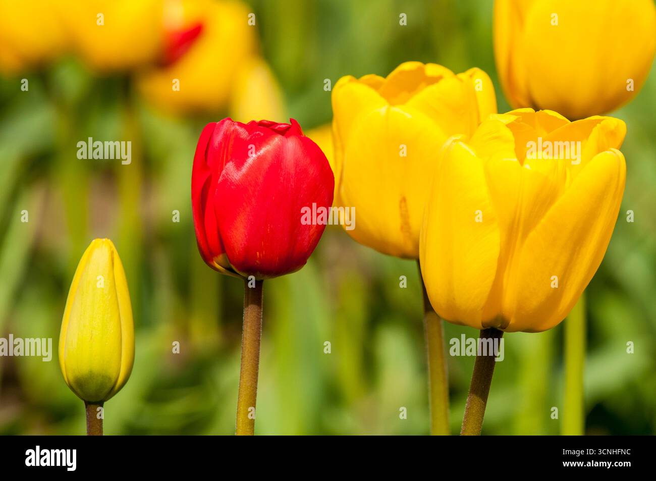 Tulipes (Tulipa suaveolens) au Skagit Valley Tulip Festival, Mount Vernon, Washington, États-Unis. Banque D'Images