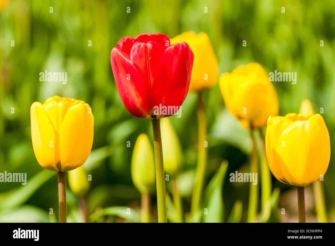 Tulipes (Tulipa suaveolens) au Skagit Valley Tulip Festival, Mount Vernon, Washington, États-Unis. Banque D'Images