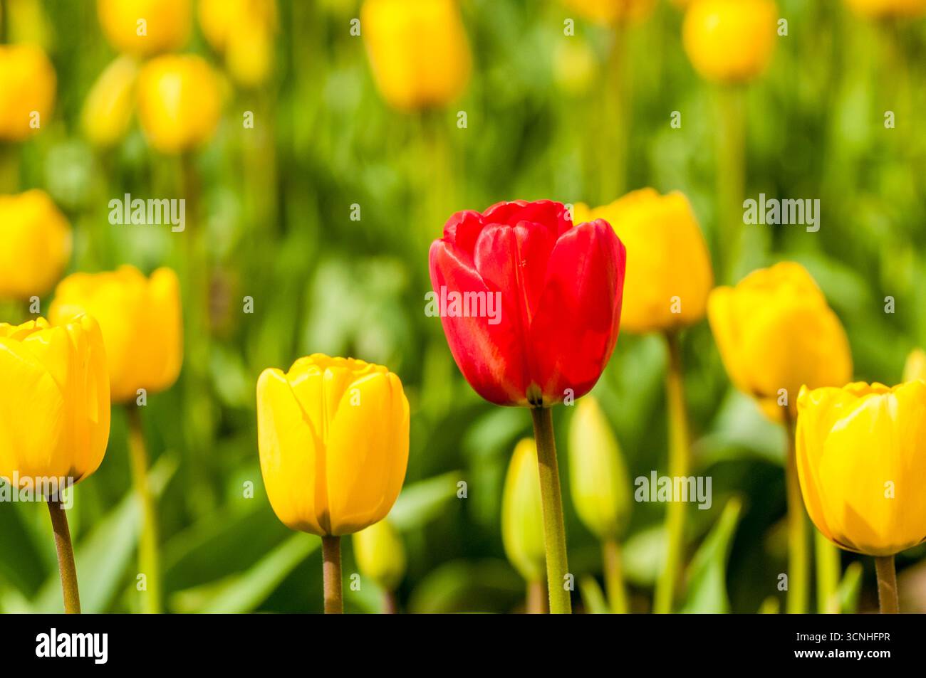 Tulipes (Tulipa suaveolens) au Skagit Valley Tulip Festival, Mount Vernon, Washington, États-Unis. Banque D'Images