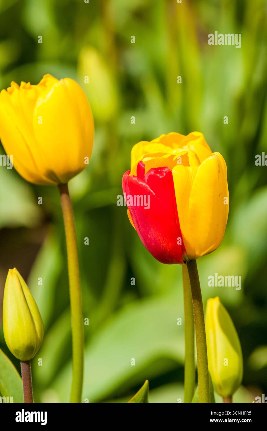 Tulipes (Tulipa suaveolens) au Skagit Valley Tulip Festival, Mount Vernon, Washington, États-Unis. Banque D'Images