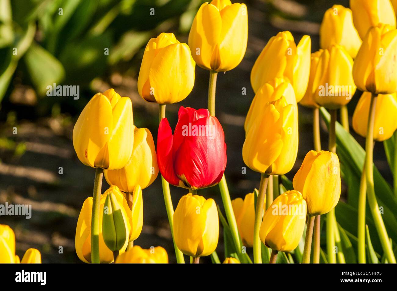 Tulipes (Tulipa suaveolens) au Skagit Valley Tulip Festival, Mount Vernon, Washington, États-Unis. Banque D'Images