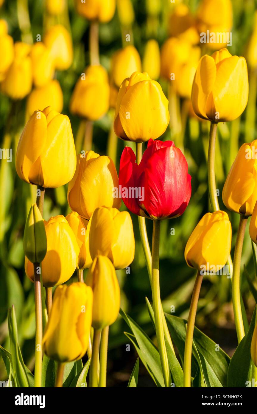 Tulipes (Tulipa suaveolens) au Skagit Valley Tulip Festival, Mount Vernon, Washington, États-Unis. Banque D'Images