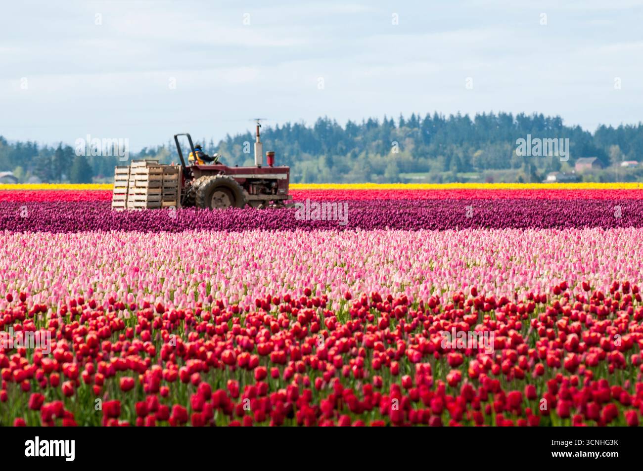 Tracteur et tulipes (Tulipa suaveolens) au Skagit Valley Tulip Festival, Mount Vernon, Washington, États-Unis. Banque D'Images