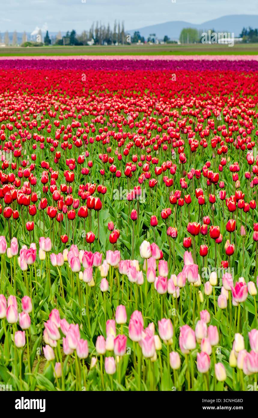 Tulipes (Tulipa suaveolens) au Skagit Valley Tulip Festival, Mount Vernon, Washington, États-Unis. Banque D'Images